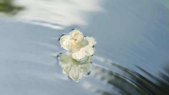 茉莉花茶 水中茉莉花 水中花普罗提亚等待