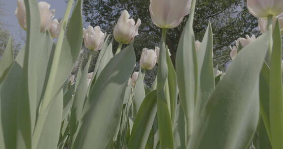 郁金香花海