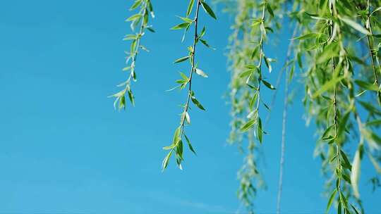 处暑白露柳树飘扬唯美清新自然视频