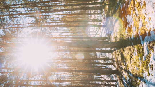 惊人的日落阳光在阳光明媚的针叶林视频素材模板下载