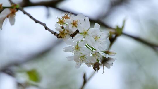 樱桃树开花白色樱花视频素材模板下载