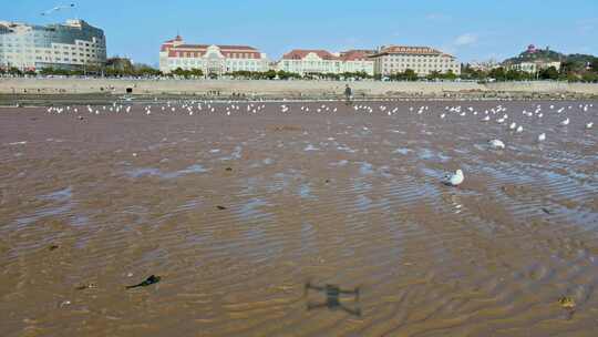 海岸线海边海鸥