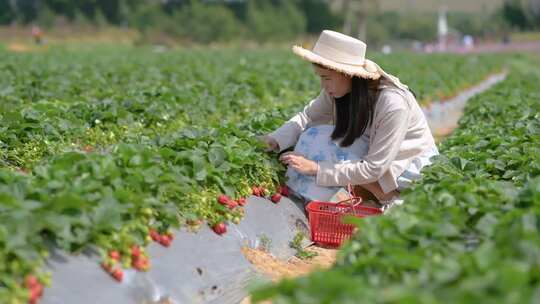 少女 摘草莓视频素材模板下载