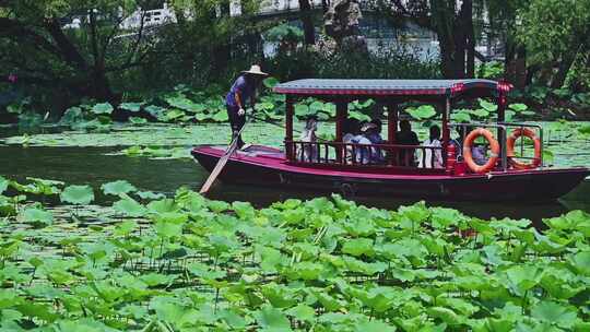 夏季荷塘湖面游船摇橹船赏荷花荷叶