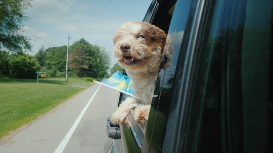 一只挂着瑞典国旗的狗从车窗往外看视频素材模板下载