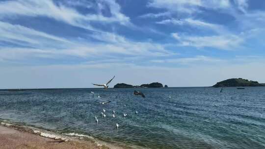 大连海滩海鸥