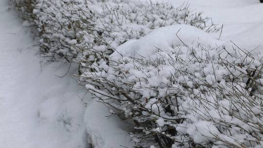 覆盖积雪的树丛自行车视频素材模板下载