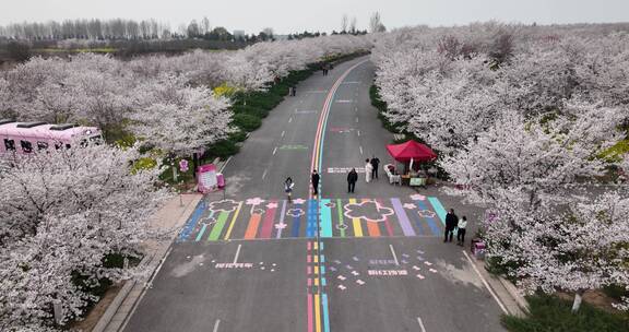 孤柏渡飞黄旅游区樱花园鲜花盛开