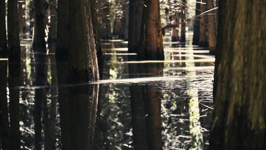 湿地公园水杉林水波视频
