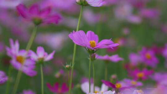 格桑花花田花瓣花朵花开