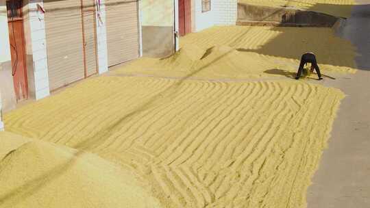 稻田稻谷 水稻 大米 成熟