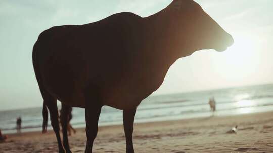 海边沙滩上的牛视频素材模板下载