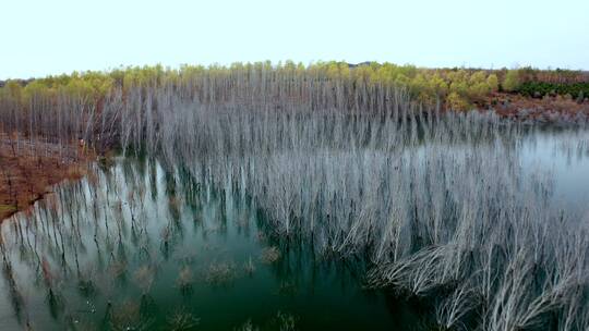 4K航拍晴朗深秋湖水中的白桦树树林