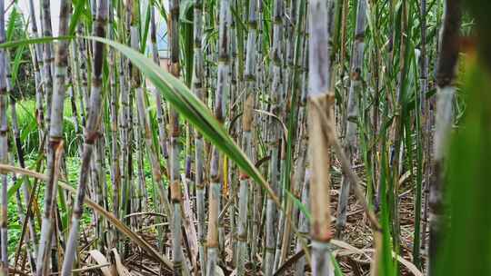 广西甘蔗种植蔗糖制糖原料乡村振兴农业田地视频素材模板下载