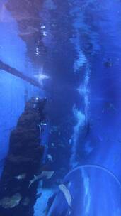 海洋馆里的潜水工作人员正在喂食鲸鲨