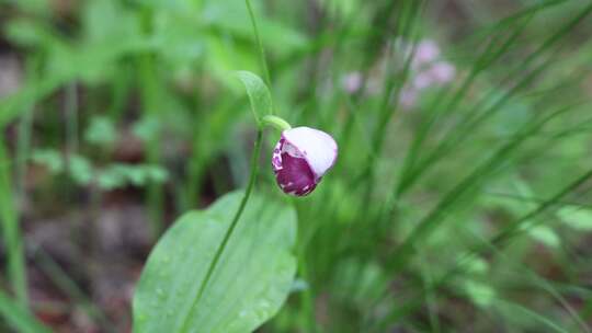 野生药用植物，斑花杓兰