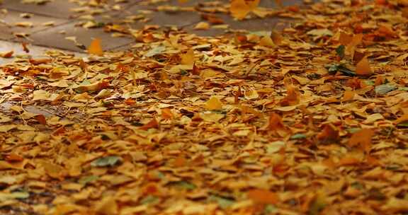秋天微风吹动满地的银杏叶