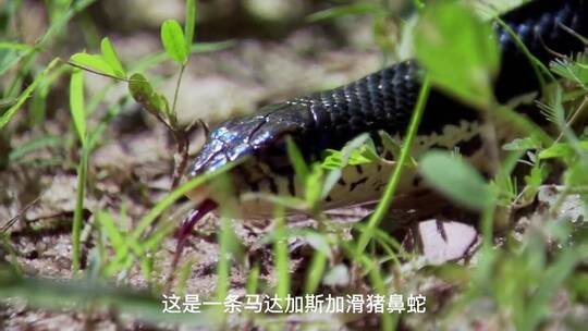 昆虫动物，自然景观，唯美意境，视频素材