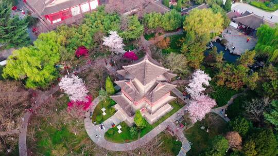 航拍西安青龙寺樱花