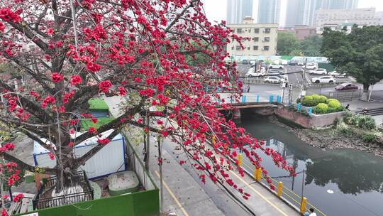 中国广东省佛山市南海区夏北河北书院木棉花