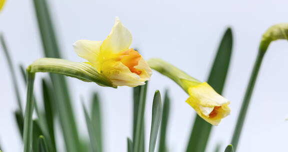 两朵黄色水仙花朵绽放特写延时