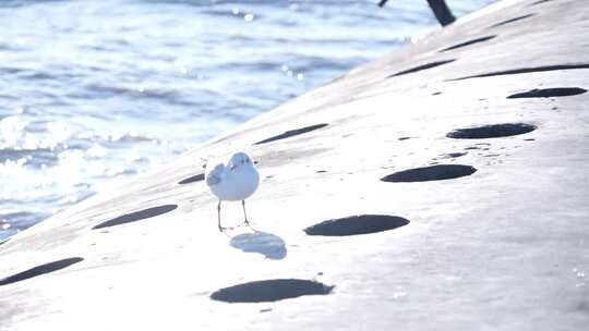 海鸥 海边 海平线 群鸟 大海