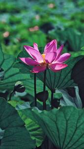 荷花自然涟漪露水池塘开花莲蓬公园花瓣雨诗