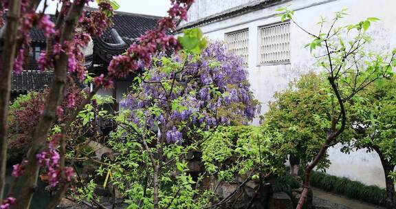 苏州网师园二百五十岁紫藤开花 紫色花海