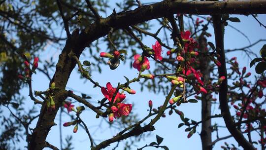 春天海棠花树视频素材模板下载
