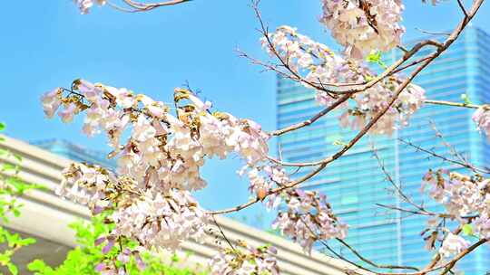 北京亦庄的梧桐大道花海街道