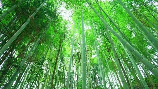 仰拍美丽的竹海竹林竹子