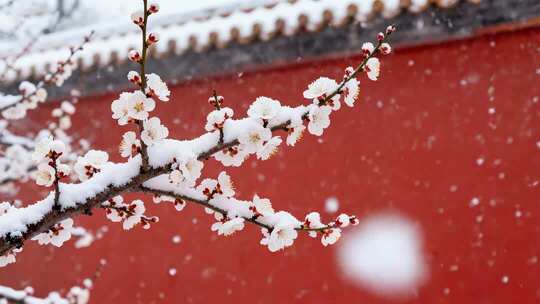 故宫红墙白雪梅花飘雪唯美意境视频