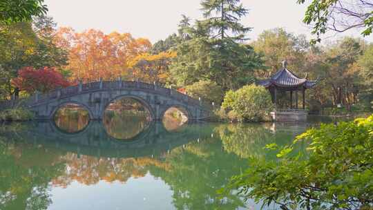 杭州西湖花港观鱼秋天风景