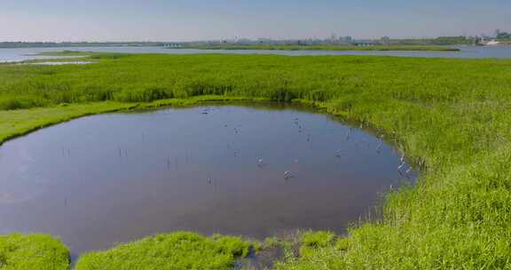 杭州钱塘大湾区湿地公园升格航拍视频