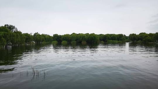 湖南岳阳洞庭湖续期涨水被淹植物