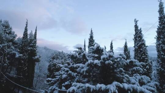 顶上覆盖着白雪的漆黑的树木