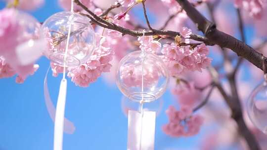 樱花桃花花朵蜜蜂采蜜花开开花延时ai素材