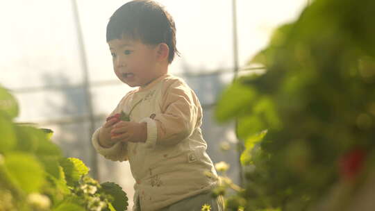 小孩在草莓地 幼儿在草莓地玩耍