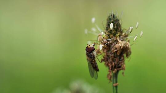 昆虫 六头公羊 蓟 地榆 开花 盛开