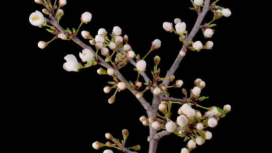 白花开在枝头樱桃树上