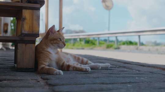 悠闲生活的猫4k视频素材