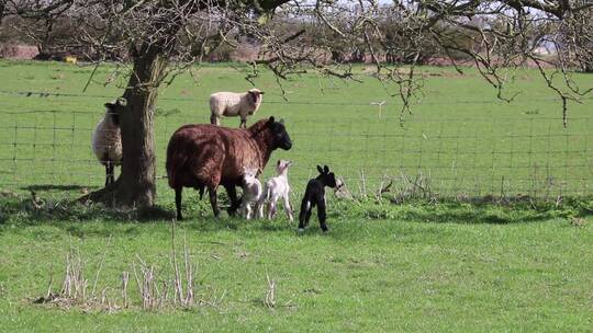 草地上照顾小羊的羊妈妈