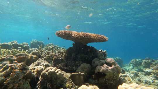 海洋生物鱼游动