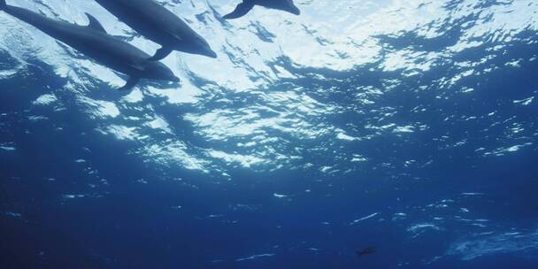 水下拍摄海豚群游泳