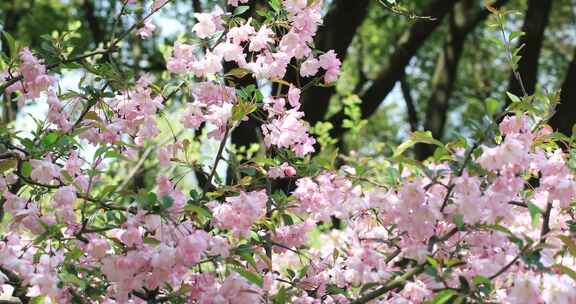 樱花时节 南京玄武湖公园