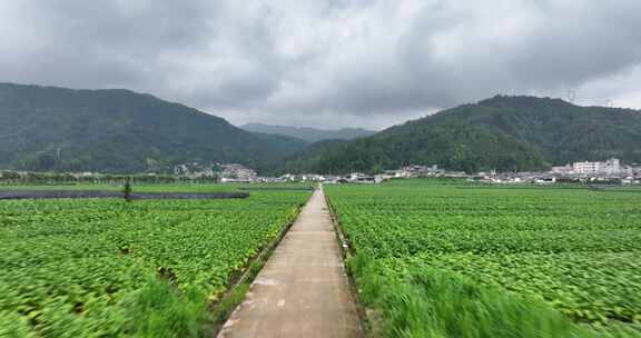 云南龙陵县平达乡草烟田航拍