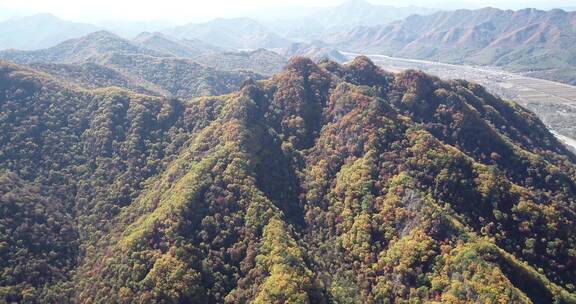 秋季山区枫红柞黄景色