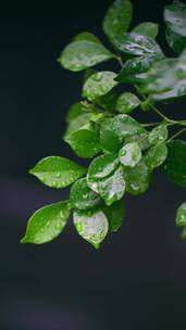 4K竖屏植物素材——雨滴打在叶子上慢镜头