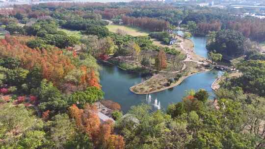 上海共青森林公园秋天风景  上海秋天