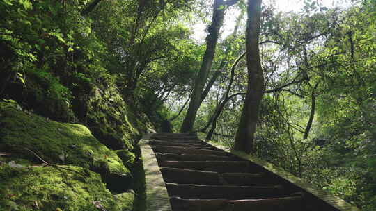 青城山古道 栈道